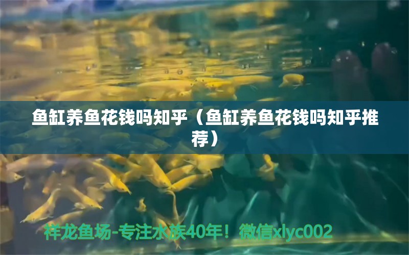 魚缸養(yǎng)魚花錢嗎知乎（魚缸養(yǎng)魚花錢嗎知乎推薦）