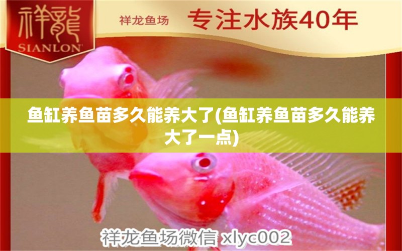 魚(yú)缸養(yǎng)魚(yú)苗多久能養(yǎng)大了(魚(yú)缸養(yǎng)魚(yú)苗多久能養(yǎng)大了一點(diǎn)) 狗仔招財(cái)貓魚(yú)