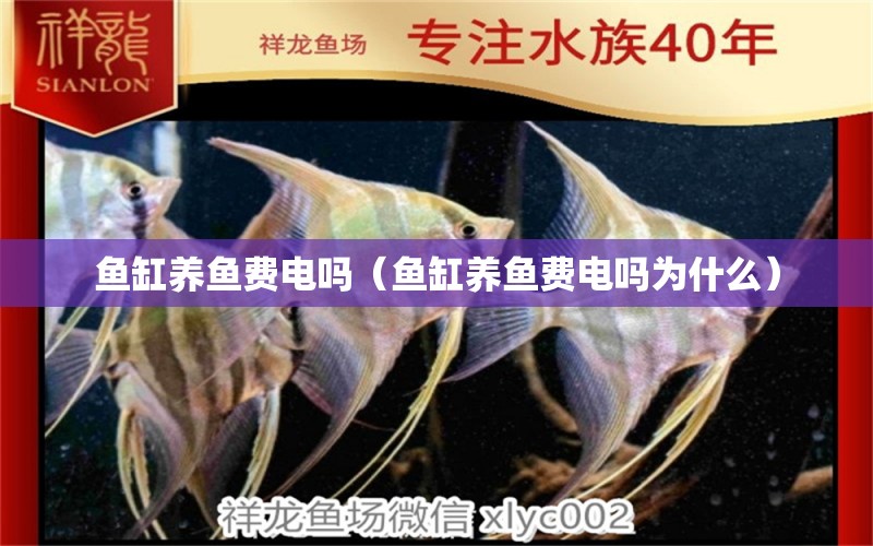 魚缸養(yǎng)魚費(fèi)電嗎（魚缸養(yǎng)魚費(fèi)電嗎為什么） 量子養(yǎng)魚技術(shù)