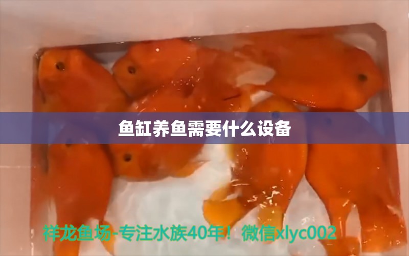 魚缸養(yǎng)魚需要什么設(shè)備