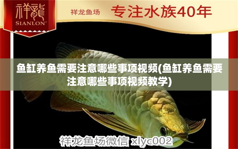 魚(yú)缸養(yǎng)魚(yú)需要注意哪些事項(xiàng)視頻(魚(yú)缸養(yǎng)魚(yú)需要注意哪些事項(xiàng)視頻教學(xué)) 祥龍魚(yú)藥系列