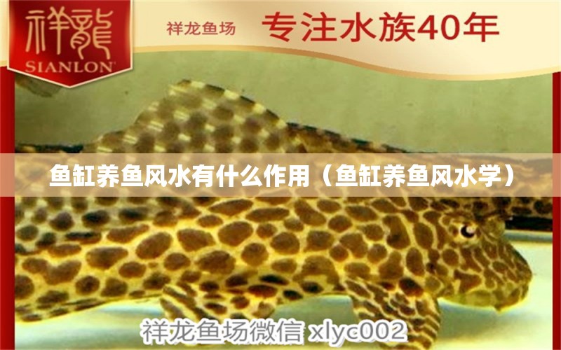 魚缸養(yǎng)魚風(fēng)水有什么作用（魚缸養(yǎng)魚風(fēng)水學(xué)） 魚缸風(fēng)水