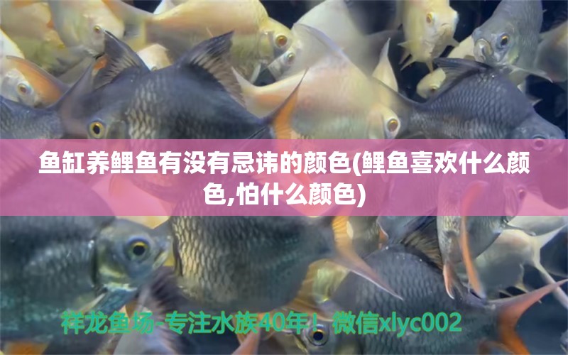 魚缸養(yǎng)鯉魚有沒有忌諱的顏色(鯉魚喜歡什么顏色,怕什么顏色)