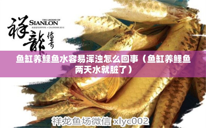 魚缸養(yǎng)鯉魚水容易渾濁怎么回事（魚缸養(yǎng)鯉魚兩天水就臟了）