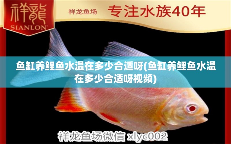 魚缸養(yǎng)鯉魚水溫在多少合適呀(魚缸養(yǎng)鯉魚水溫在多少合適呀視頻) 月光鴨嘴魚苗