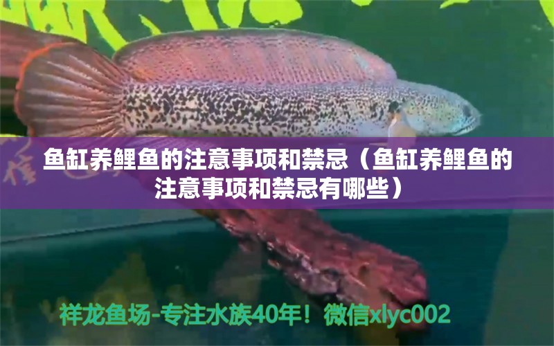 魚缸養(yǎng)鯉魚的注意事項和禁忌（魚缸養(yǎng)鯉魚的注意事項和禁忌有哪些） 祥龍水族醫(yī)院