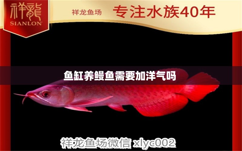 魚缸養(yǎng)鰻魚需要加洋氣嗎 