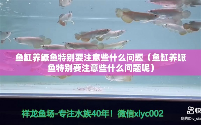 魚缸養(yǎng)鱖魚特別要注意些什么問題（魚缸養(yǎng)鱖魚特別要注意些什么問題呢）