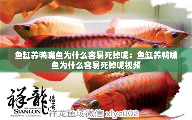 魚缸養(yǎng)鴨嘴魚為什么容易死掉呢：魚缸養(yǎng)鴨嘴魚為什么容易死掉呢視頻 觀賞魚市場（混養(yǎng)魚）