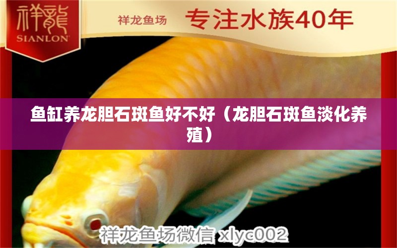 魚(yú)缸養(yǎng)龍膽石斑魚(yú)好不好（龍膽石斑魚(yú)淡化養(yǎng)殖） 祥龍水族醫(yī)院