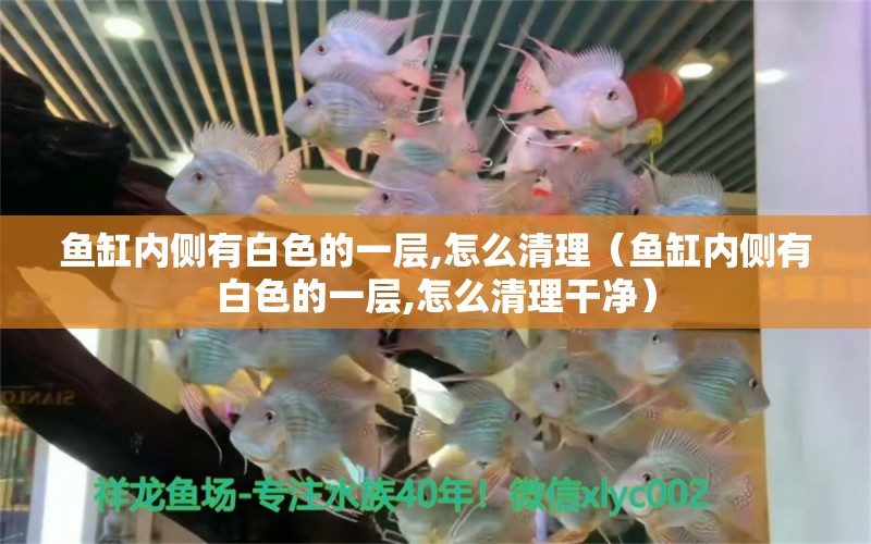 魚缸內(nèi)側(cè)有白色的一層,怎么清理（魚缸內(nèi)側(cè)有白色的一層,怎么清理干凈）