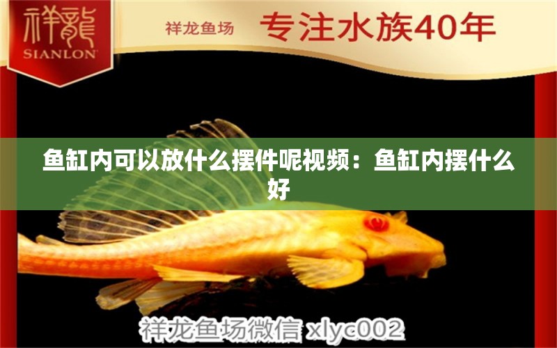 魚缸內可以放什么擺件呢視頻：魚缸內擺什么好