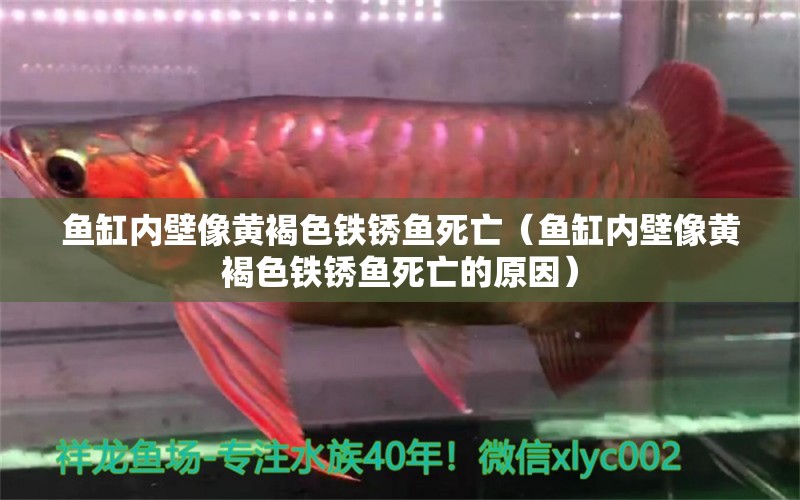 魚缸內(nèi)壁像黃褐色鐵銹魚死亡（魚缸內(nèi)壁像黃褐色鐵銹魚死亡的原因）