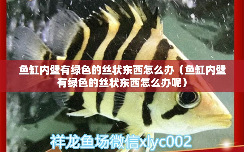 魚缸內(nèi)壁有綠色的絲狀東西怎么辦（魚缸內(nèi)壁有綠色的絲狀東西怎么辦呢） 巴卡雷龍魚