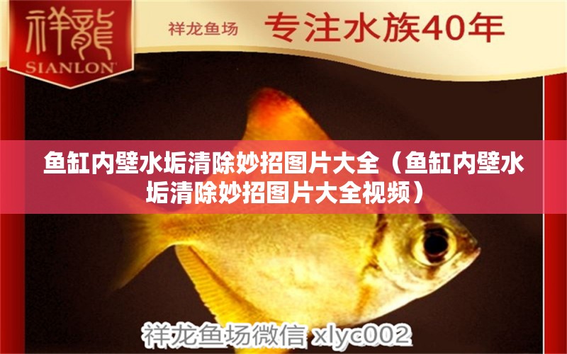 魚缸內壁水垢清除妙招圖片大全（魚缸內壁水垢清除妙招圖片大全視頻）