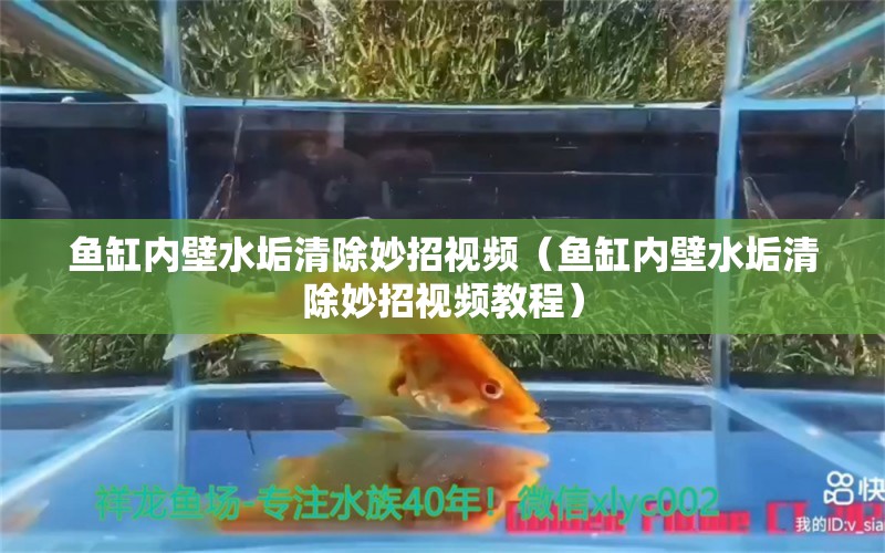 魚缸內(nèi)壁水垢清除妙招視頻（魚缸內(nèi)壁水垢清除妙招視頻教程） 其他品牌魚缸