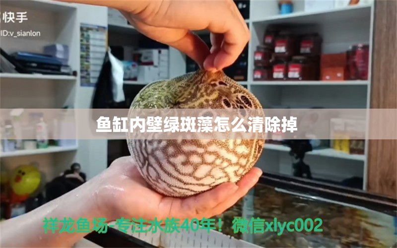 魚缸內(nèi)壁綠斑藻怎么清除掉 