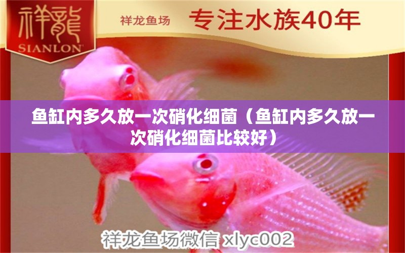 魚缸內多久放一次硝化細菌（魚缸內多久放一次硝化細菌比較好）