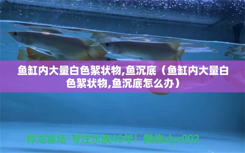 魚缸內(nèi)大量白色絮狀物,魚沉底（魚缸內(nèi)大量白色絮狀物,魚沉底怎么辦）