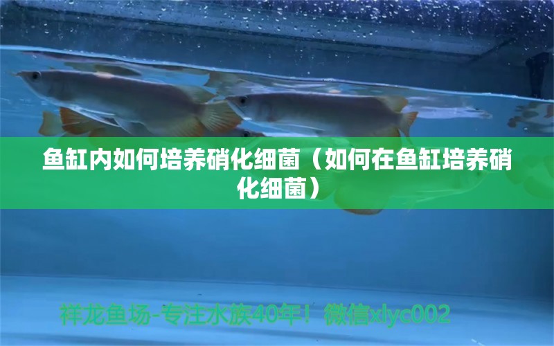 魚缸內(nèi)如何培養(yǎng)硝化細(xì)菌（如何在魚缸培養(yǎng)硝化細(xì)菌） 硝化細(xì)菌