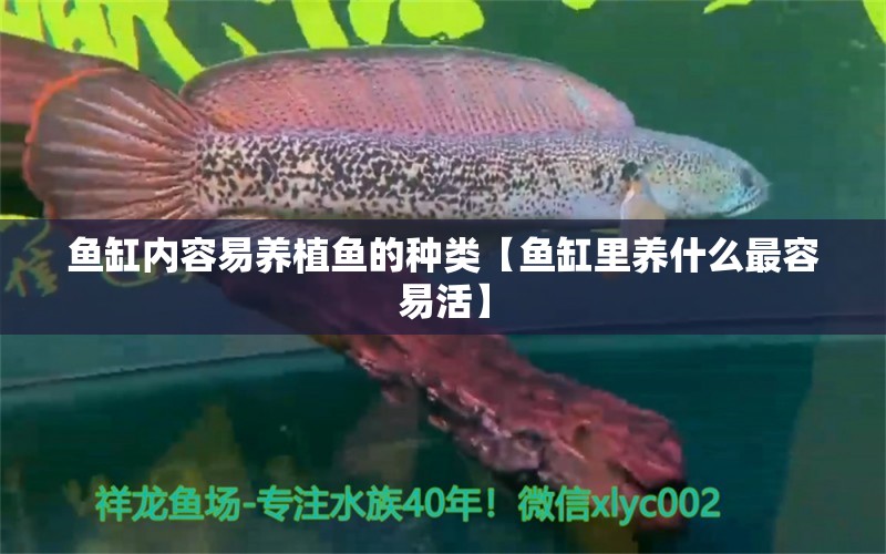 魚缸內(nèi)容易養(yǎng)植魚的種類【魚缸里養(yǎng)什么最容易活】 龍魚批發(fā)