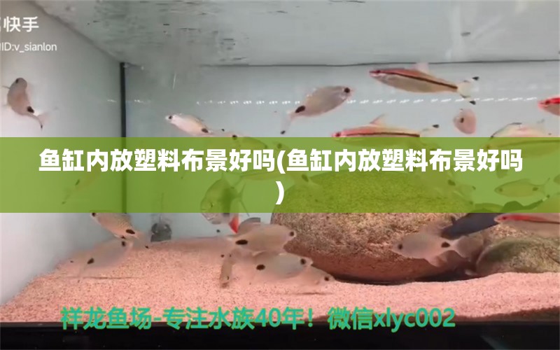 魚缸內(nèi)放塑料布景好嗎(魚缸內(nèi)放塑料布景好嗎) 過背金龍魚