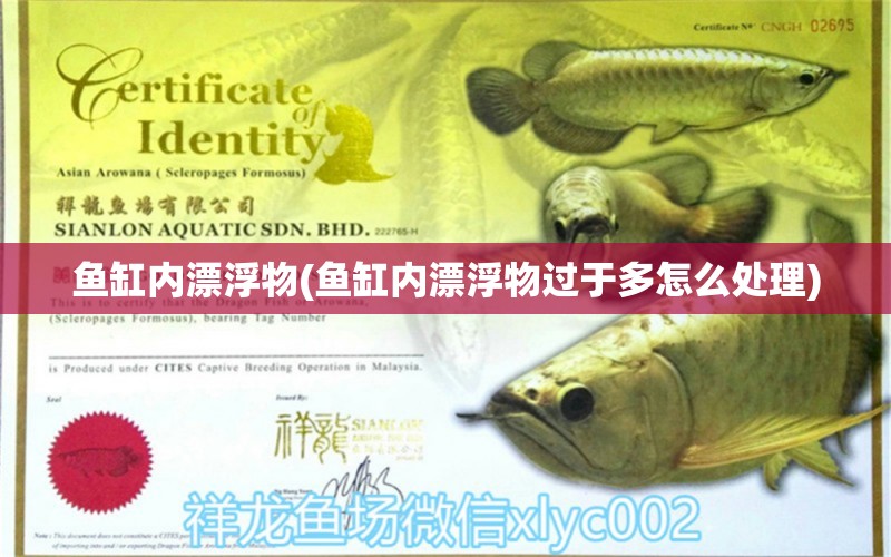 魚缸內(nèi)漂浮物(魚缸內(nèi)漂浮物過于多怎么處理) 丹頂錦鯉魚