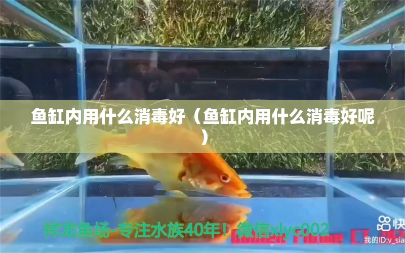 魚缸內(nèi)用什么消毒好（魚缸內(nèi)用什么消毒好呢）