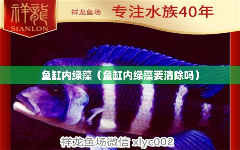 魚缸內(nèi)綠藻（魚缸內(nèi)綠藻要清除嗎） 祥龍水族醫(yī)院