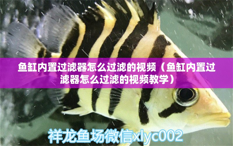 魚缸內(nèi)置過濾器怎么過濾的視頻（魚缸內(nèi)置過濾器怎么過濾的視頻教學）