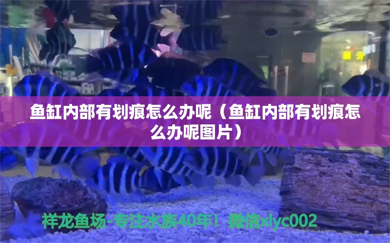 魚(yú)缸內(nèi)部有劃痕怎么辦呢（魚(yú)缸內(nèi)部有劃痕怎么辦呢圖片）