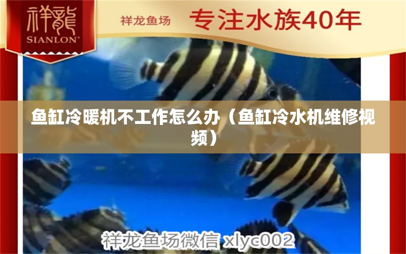 魚缸冷暖機(jī)不工作怎么辦（魚缸冷水機(jī)維修視頻）