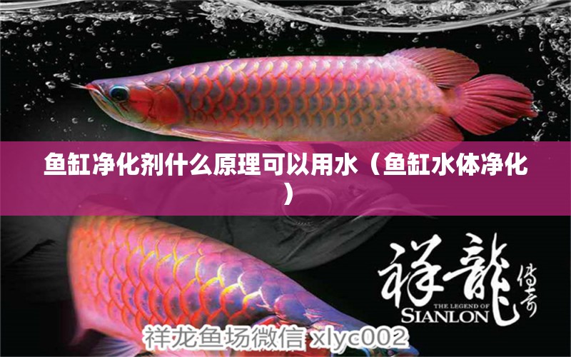 魚缸凈化劑什么原理可以用水（魚缸水體凈化） 三色錦鯉魚