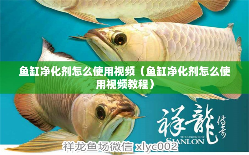 魚缸凈化劑怎么使用視頻（魚缸凈化劑怎么使用視頻教程）