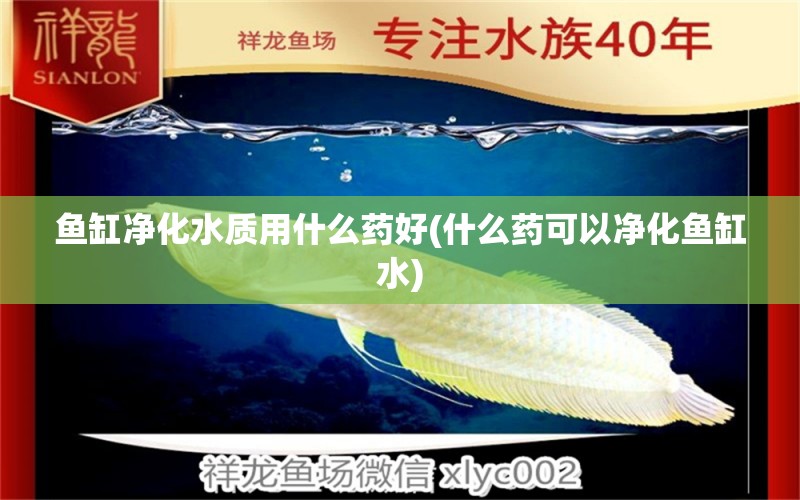 魚缸凈化水質(zhì)用什么藥好(什么藥可以凈化魚缸水) 丹頂錦鯉魚 第1張