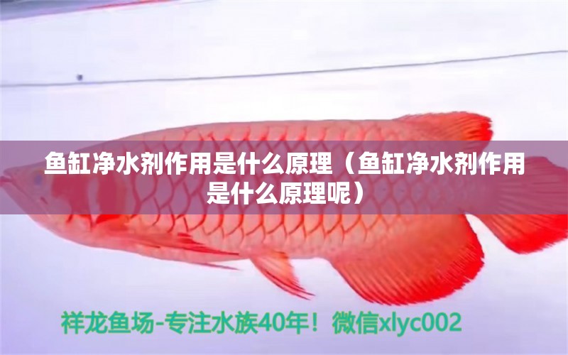 魚缸凈水劑作用是什么原理（魚缸凈水劑作用是什么原理呢） 祥龍水族醫(yī)院