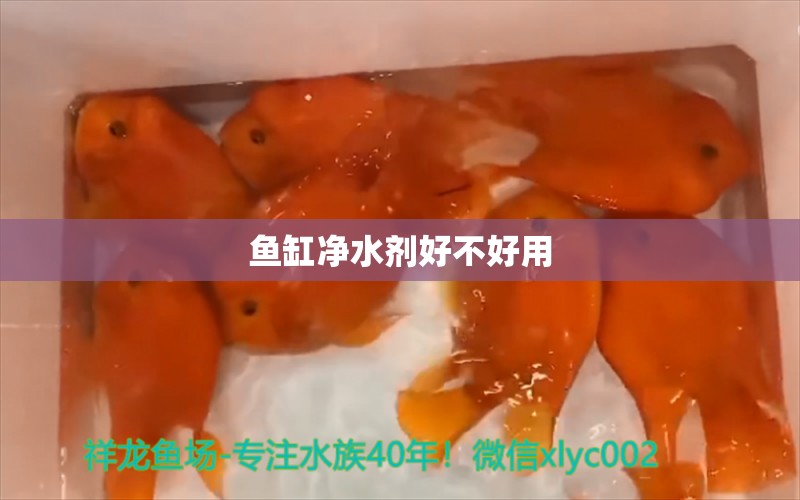 魚缸凈水劑好不好用 祥龍魚場(chǎng)