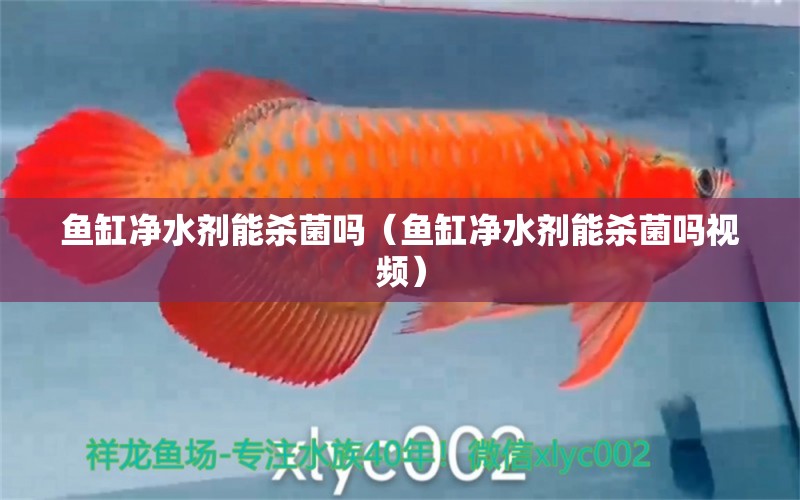 魚缸凈水劑能殺菌嗎（魚缸凈水劑能殺菌嗎視頻）