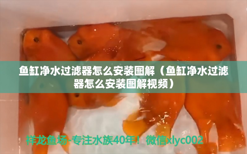 魚缸凈水過濾器怎么安裝圖解（魚缸凈水過濾器怎么安裝圖解視頻）