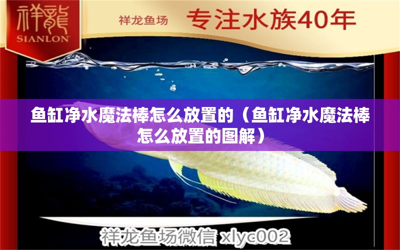 魚缸凈水魔法棒怎么放置的（魚缸凈水魔法棒怎么放置的圖解）