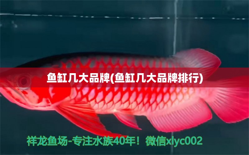 魚缸幾大品牌(魚缸幾大品牌排行) 過背金龍魚