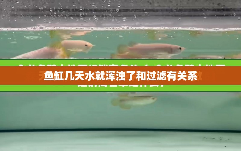 魚(yú)缸幾天水就渾濁了和過(guò)濾有關(guān)系 水族問(wèn)答 第2張