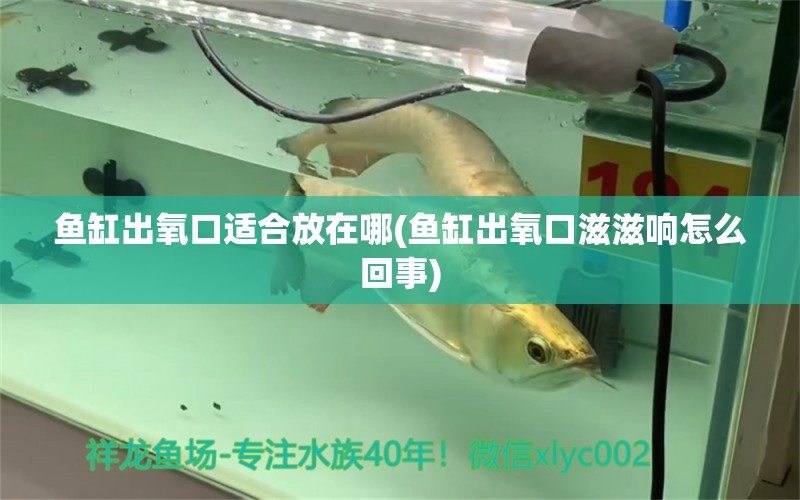 魚缸出氧口適合放在哪(魚缸出氧口滋滋響怎么回事)