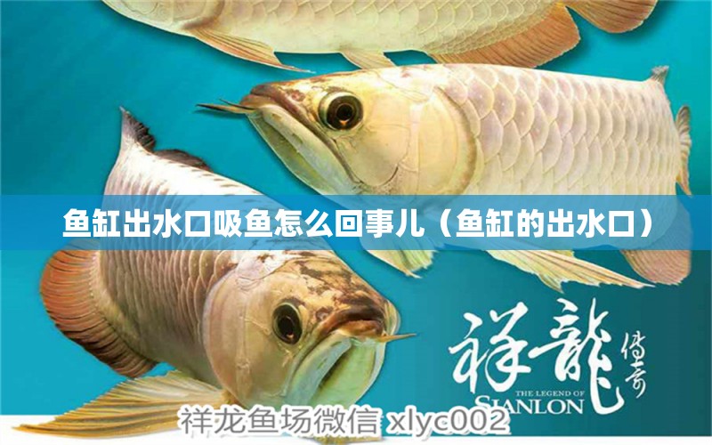 魚缸出水口吸魚怎么回事兒（魚缸的出水口）