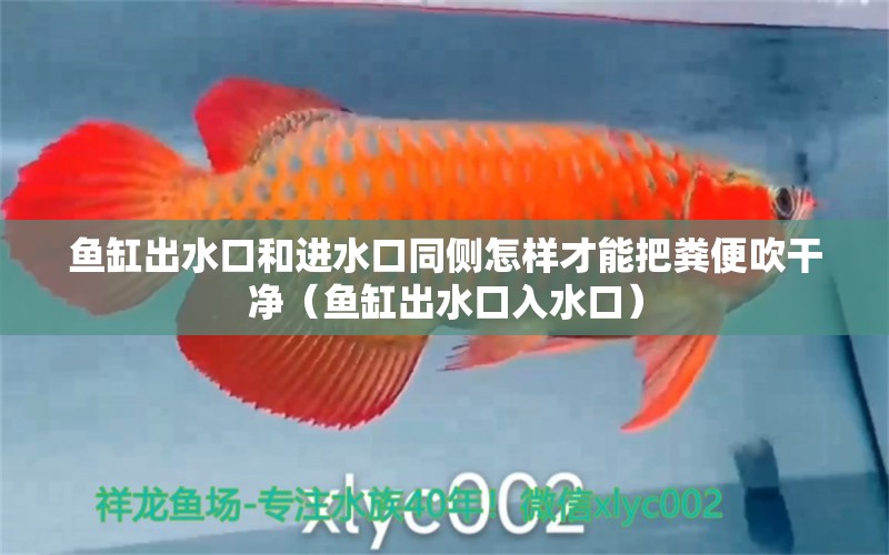 魚缸出水口和進水口同側(cè)怎樣才能把糞便吹干凈（魚缸出水口入水口）