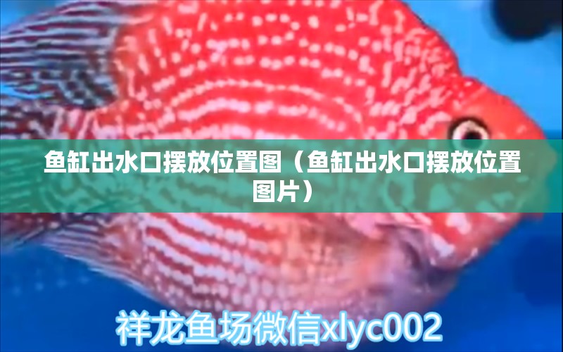 魚(yú)缸出水口擺放位置圖（魚(yú)缸出水口擺放位置圖片） 龍鳳鯉魚(yú)