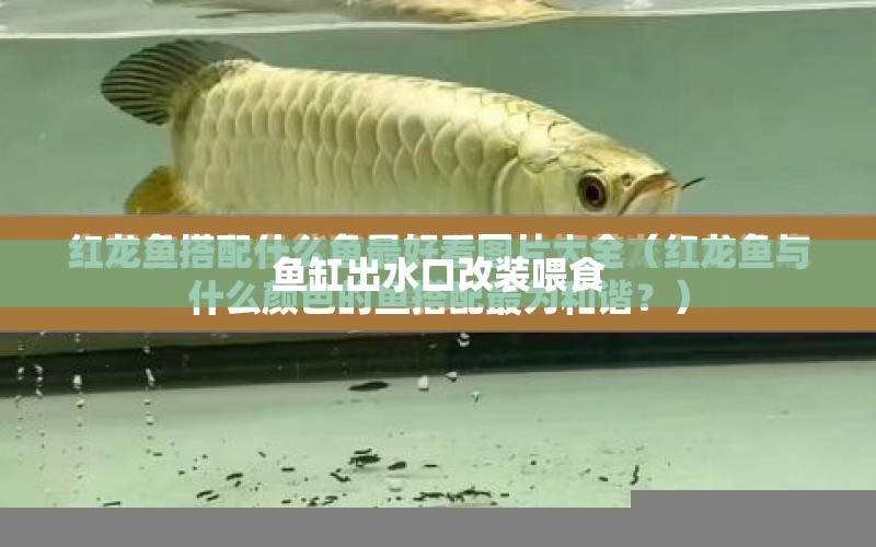 魚缸出水口改裝喂食 水族問答 第1張