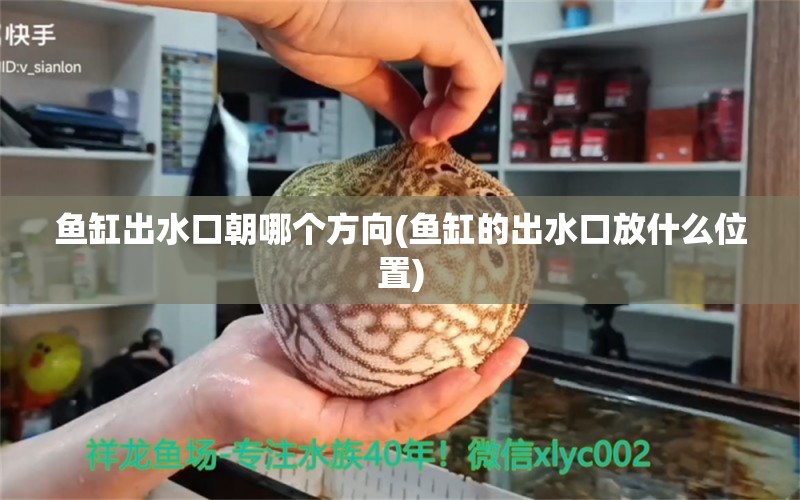 魚缸出水口朝哪個方向(魚缸的出水口放什么位置) 泰國虎魚（泰虎）