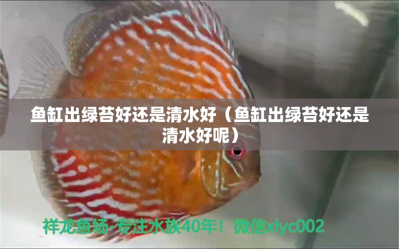 魚缸出綠苔好還是清水好（魚缸出綠苔好還是清水好呢） 祥龍水族醫(yī)院