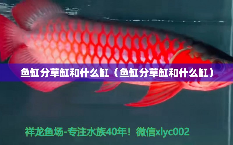 魚缸分草缸和什么缸（魚缸分草缸和什么缸） 照明器材